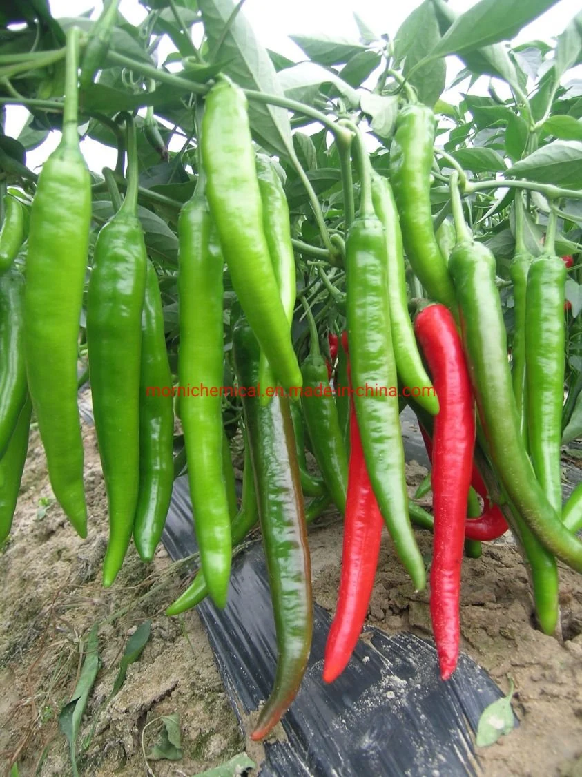 Hybrid F1 Resistance to Cold and Low Light Think Fresh Pepper Seeds