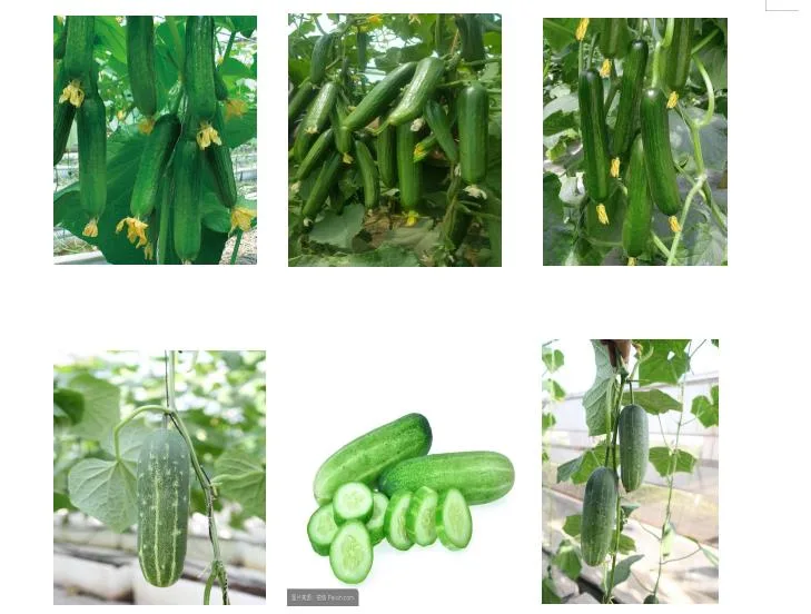 HD Capsicum Spp. Dark Green Long Liner Hybrid Chili Pepper Seeds for Sowing