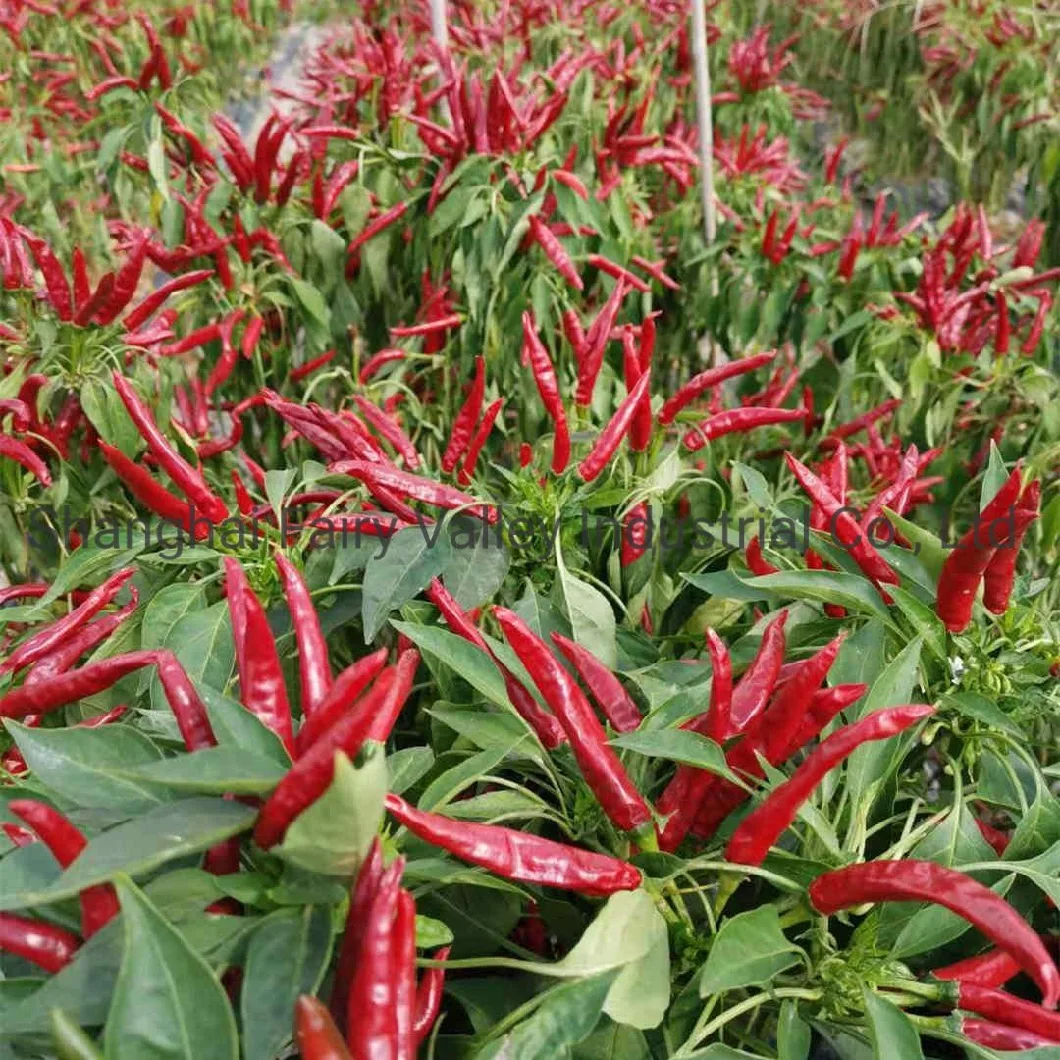 High Yield Hybrid F1 Red Cluster Pepper Chilli Seeds for Growing-Korean Rice Chilli King