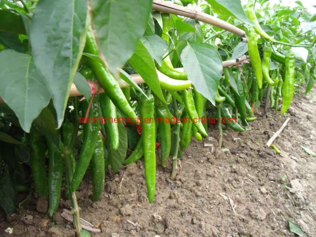 Highly Resistance to Disease Pepper Seeds for Plant