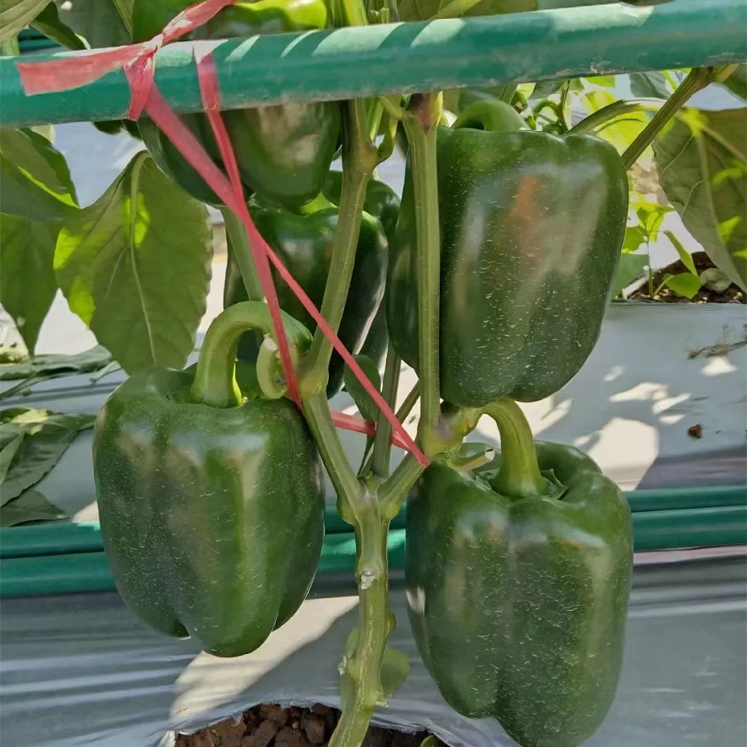 Hot Sale Hybrid F1 Deep Green Sweet Pepper Seeds for Growing-The Lord