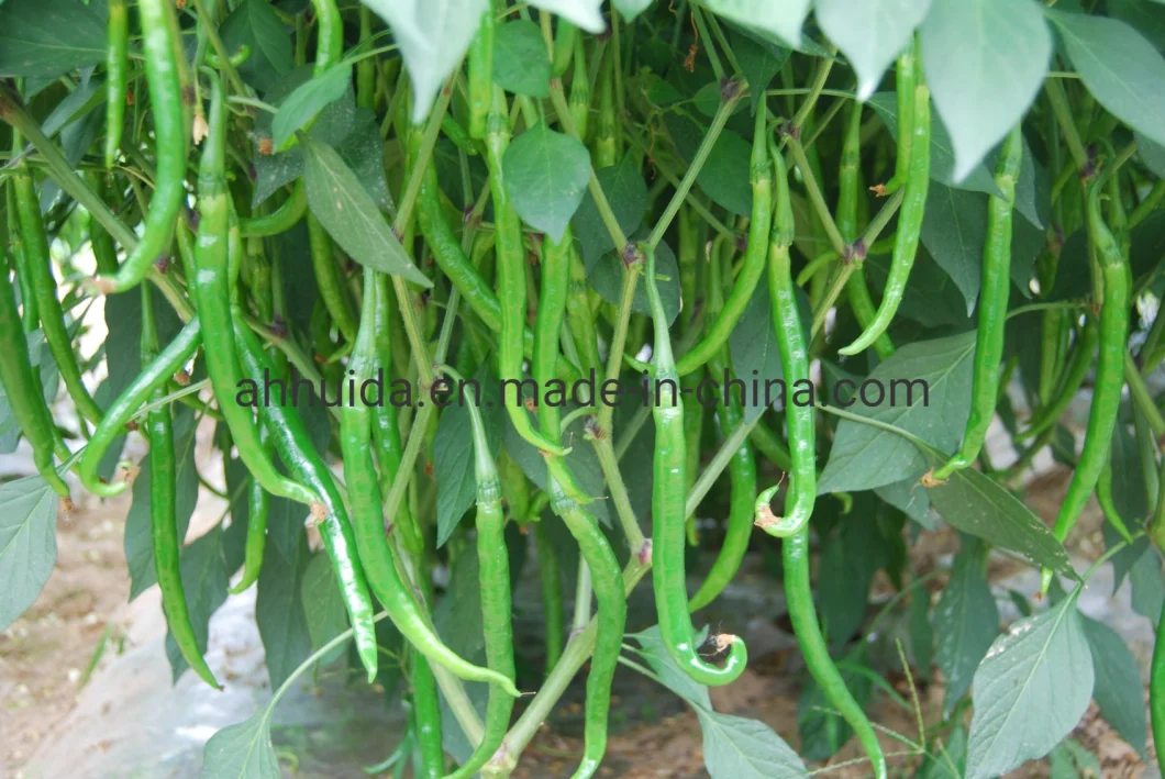 HD Capsicum Spp. Dark Green Long Liner Hybrid Chili Pepper Seeds for Sowing