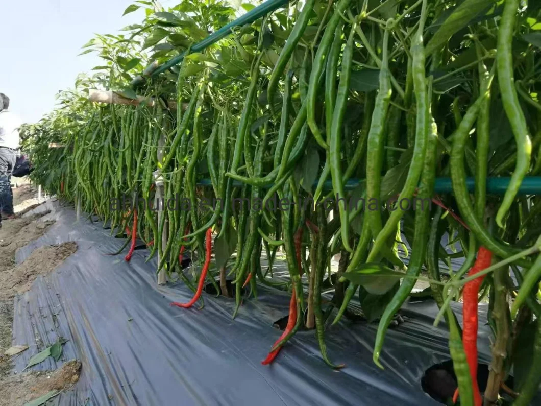 HD Capsicum Spp. Dark Green Long Liner Hybrid Chili Pepper Seeds for Sowing