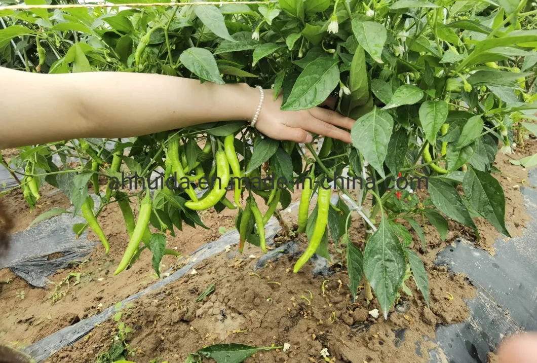 Yellow Color HD Capsicum Chili Pepper Seeds for Sowing