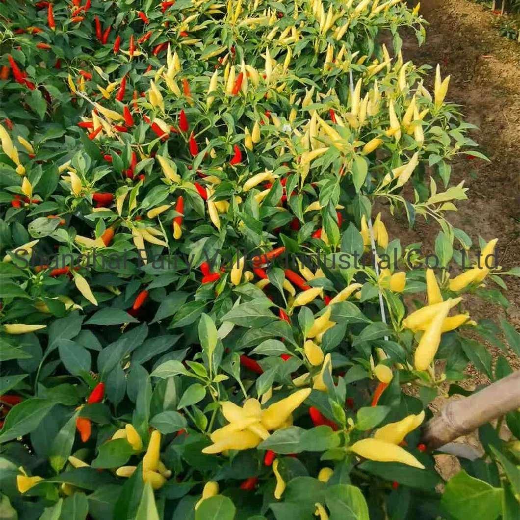 Hybrid F1 Single Upright Hot Pepper Seeds for Growing-Korean White Rice Pepper No. 1