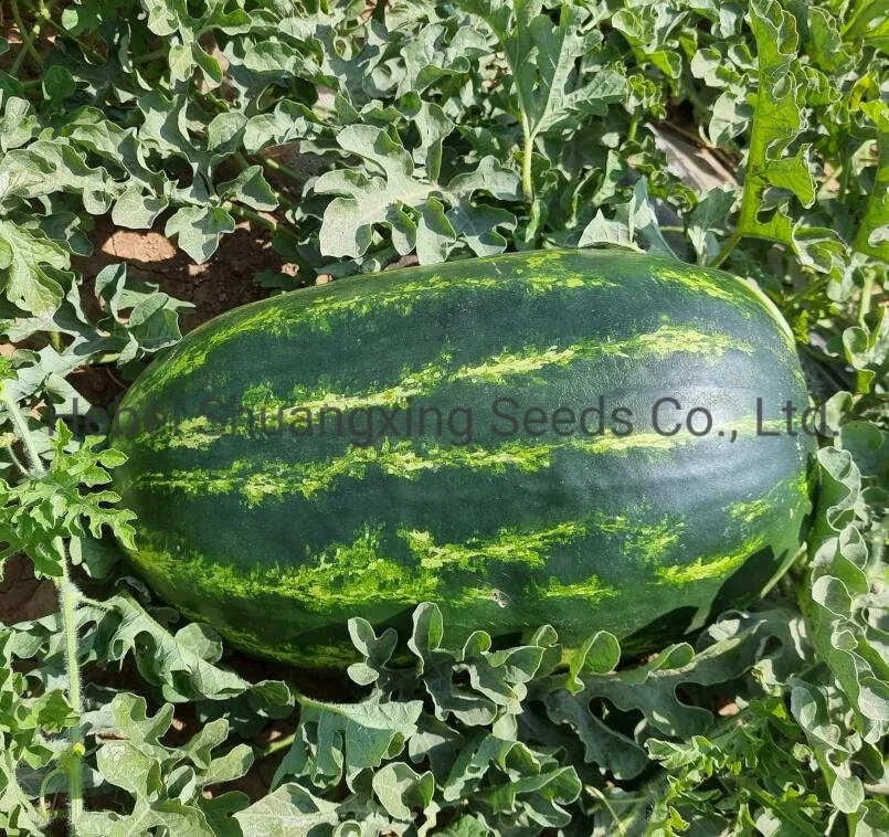 Crimson Hybrid Watermelon Seeds Vegetable Seed for Sowing