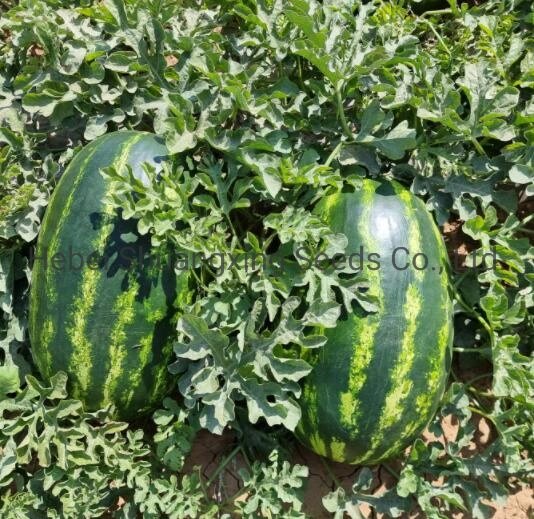 Crimson Hybrid Watermelon Seeds Vegetable Seed for Sowing