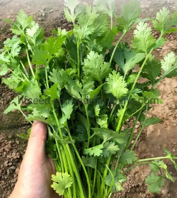 Fast Growing Chinese Parsley Coriander Seeds