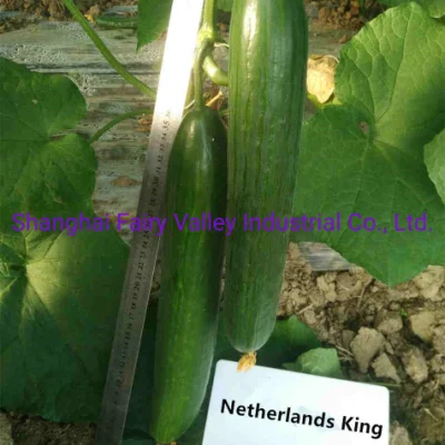 High Density Chinese Hybrid F1 Cucumber Seeds for Growing 30-35cm Length Netherlands King