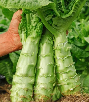 Lettuce Seeds with Big Green Skin Chinese Vegetable Seeds