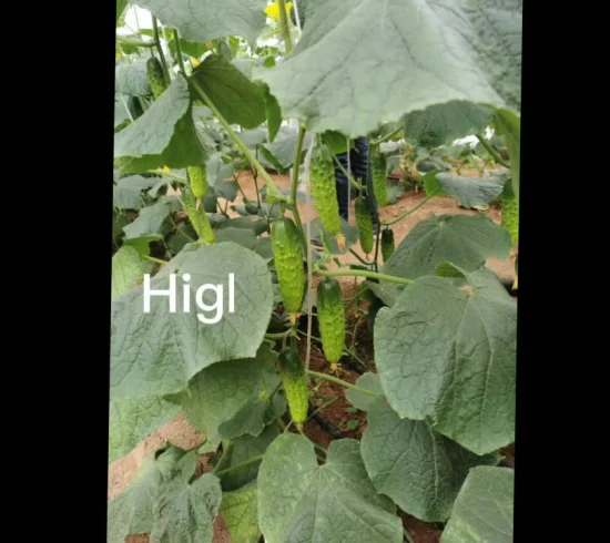 Early Maturity Good Quality Cucumber Seeds