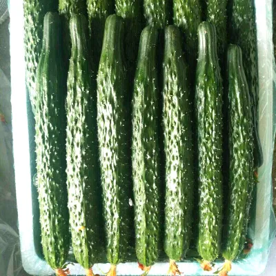 S513 Da Huang Gua Top Quality Hybrid Cucumber Seeds