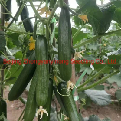 Multi Fruits High Yield Hybrid Cucumber Seeds for Growing