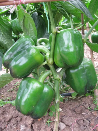 HD Capsicum Dark Green Thick Flesh Sweet Pepper Seeds