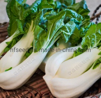 High Quality Cream Cabbage Chinese Vegetables Seeds