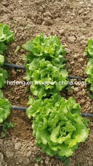 High Speed Lettuce for Salad Seeds