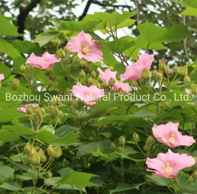 1kg Mix Color Tree Seeds Hibiscus Mutabilis Seeds for Sowing