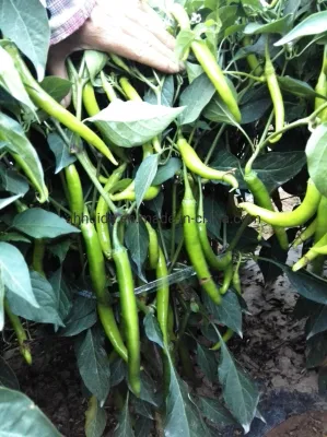 HD Capsicum Yellow-Green Color Long Chili Pepper Seeds