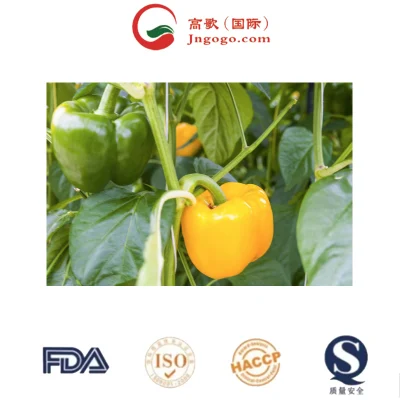 Wholesaler Chilli Natural Fresh High Quality Seasoning Chili Seeds Direct Factory