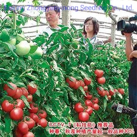 Indeterminate Green House Pink Color F1 Hybrid Vegetable Seeds Tomato Seeds for Planting