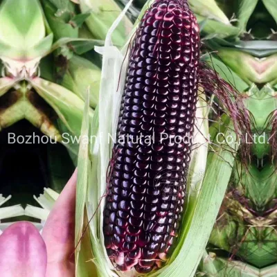 200g Hybrid F1 Black Corn Seeds Dark Purple Sweet-Waxy Maize Seeds for Sale