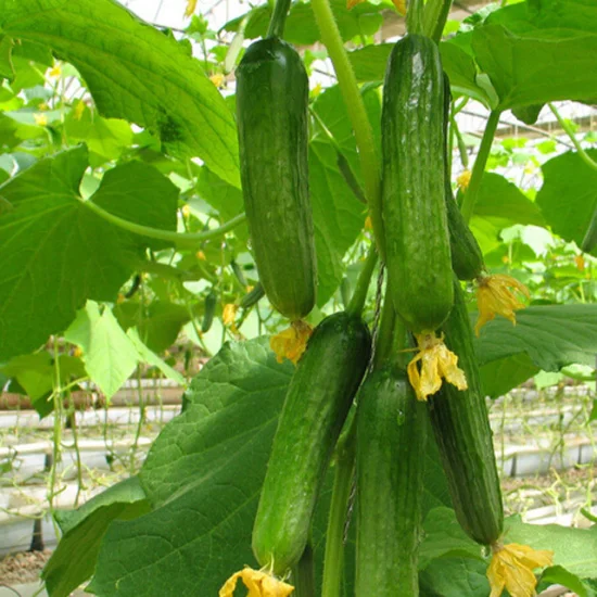 Heat Resistance Mini Cucumber Seeds Hybrid F1 Seeds