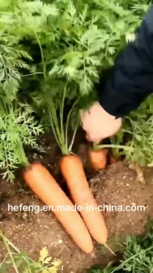 Chinese Good Quality Smooth Carrot Seeds