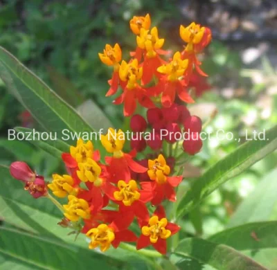 1kg High Grade Hybrid Asclepias Curassavica Seeds Bloodflower Seeds