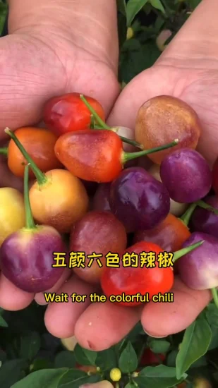 Colorful Pepper Seeds Bullet Bell Pepper Bubble Chilli Vegetable Seed