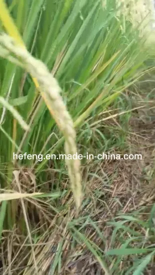 Rice Seed -Two Lines- Best Heat Tolerance