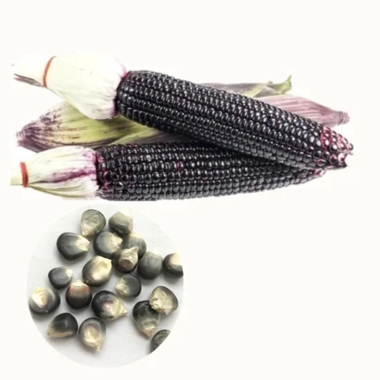 Hei yu mi zhong zi Best Quality Black Chinese Maize Seeds Black Corn Vegetable Seed