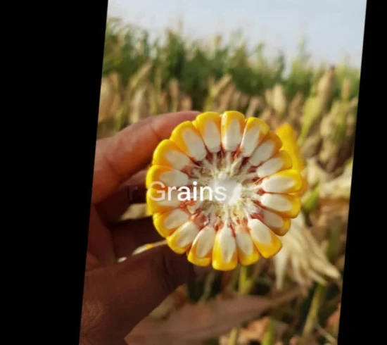 Maize for Grains High Yield with Heat Tolerance Seeds