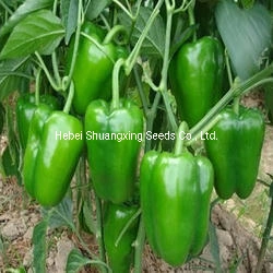 New Long Blocky Type Sweet Pepper Seeds for Planting