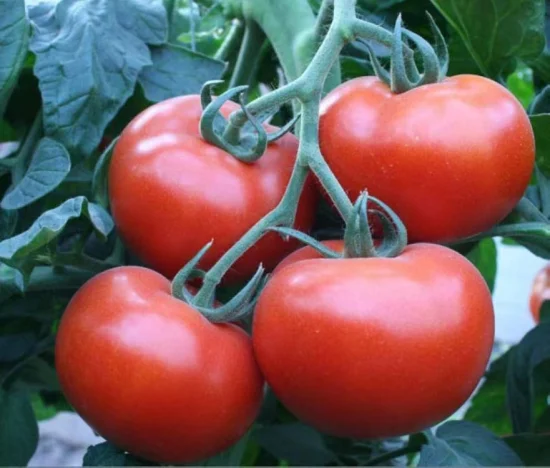 Indeterminate High Quanlity Solanum Lycopersicum Hybrid Vegetable Seeds