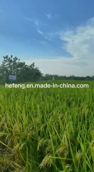 Rice Seed -Two Lines- Good Heat Tolerance, and High Yield