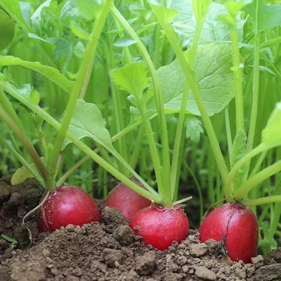 Healthy High Yield Delicious Cherry Radish Seeds
