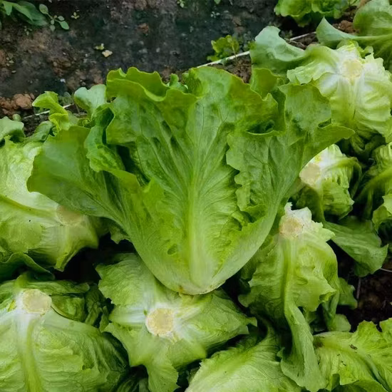 Early Maturity Purple Lettuce Seeds