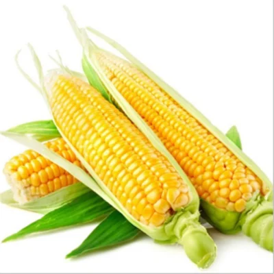 Yu mi zhong zi Wholesale Price Sweet Dried Corn Vegetable Seed for Planting