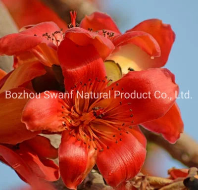 1kg High Quality Natural Bombax Ceiba Seeds for Sowing