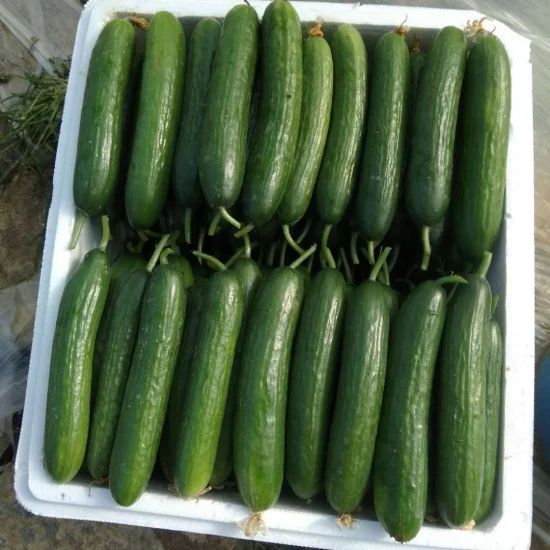 High Yield Cucumber Seeds for Growing