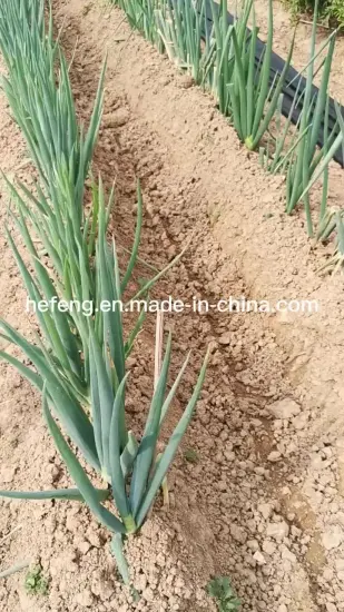 for Planting High Quality Disease Resistance Green Leek Seeds
