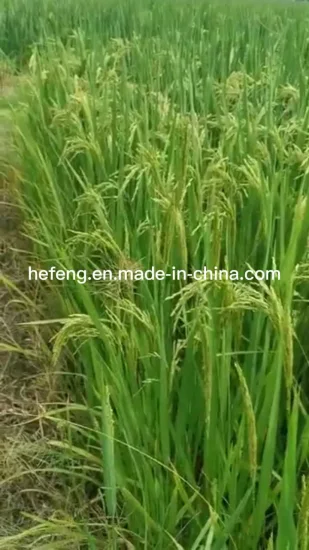 Paddy/ Rice Seed for Planting High Yiled