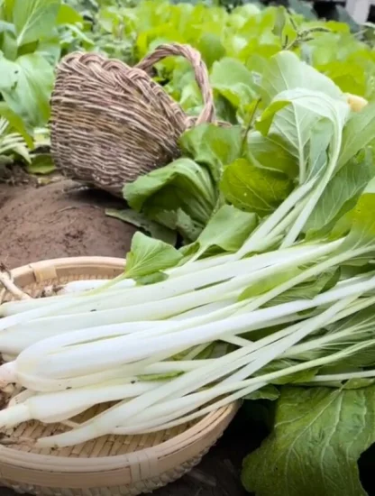 Healthy Heat Resistance High Quality Tasty Long White Stem Chinese Cabbage Seeds