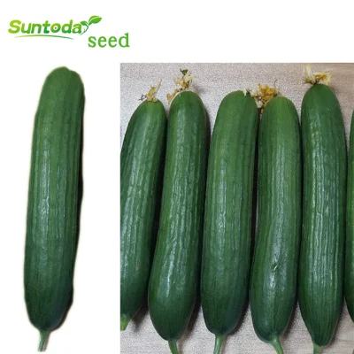 Suntoday Cucumber Seeds Rate