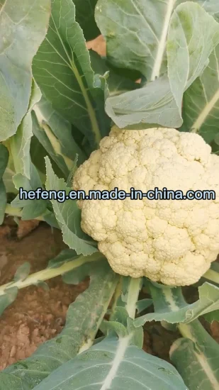 White Long-Cycle Hybrid Cauliflower and Broccoli Seeds