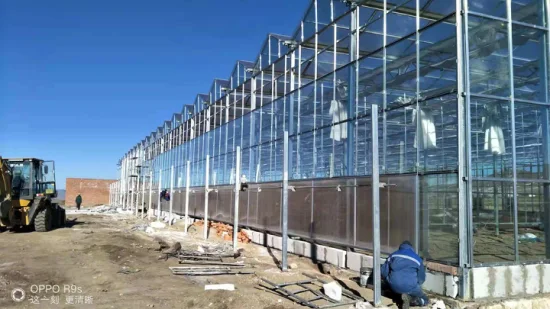 Low Price Glass Greenhouse Agriculture Greenhouse Agricultural Equipment for Plant