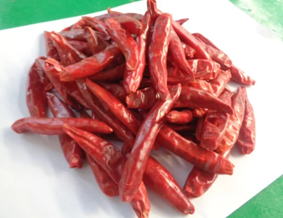 Wholesale Hybrid F1 Hot Chilli Seeds Vegetable Seeds for Spice From China