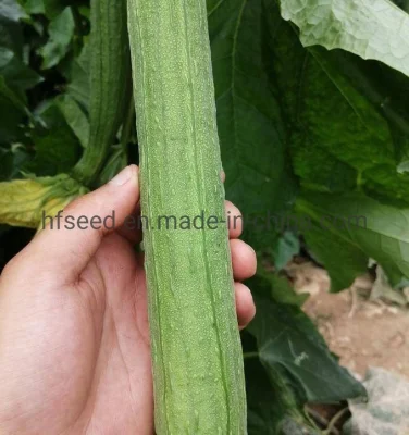 Good Disease Resistance High Yield and Early Maturity Towel Gourd Seeds
