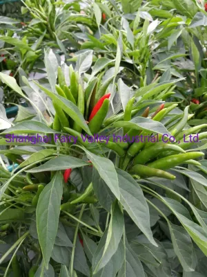 Hybrid F1 Red Cluster Pepper Chilli Seeds Vegetable Seeds for Growing-Sky King Star No. 2