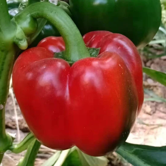 Hybrid F1 Red Bell Sweet Pepper Seeds for Growing